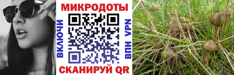 Псилоцибиновые грибы Psilocybe  Купить  Заозёрск 